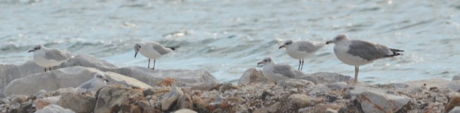 99X_2769cropped xana