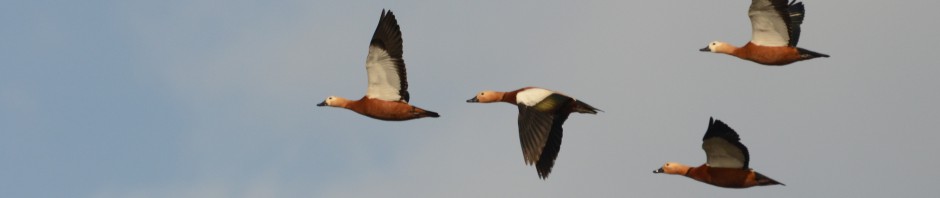 Skala Kallonis to Makara, coastal wetlands| Σκ. Καλλονής-Μάκαρα, παράκτιοι&nbsp;υγρότοποι