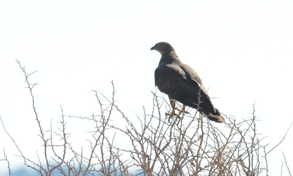 PEAPI Kalloni Salt Pans Aug 2014