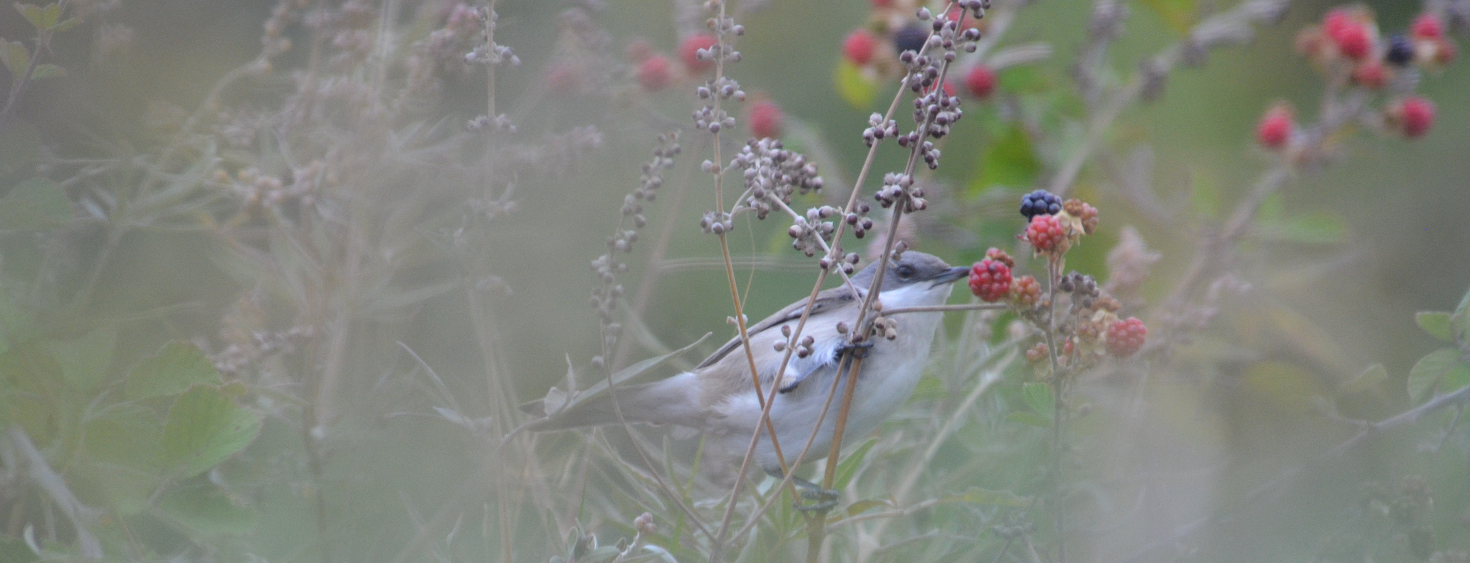 99X_2834 cropped for blog