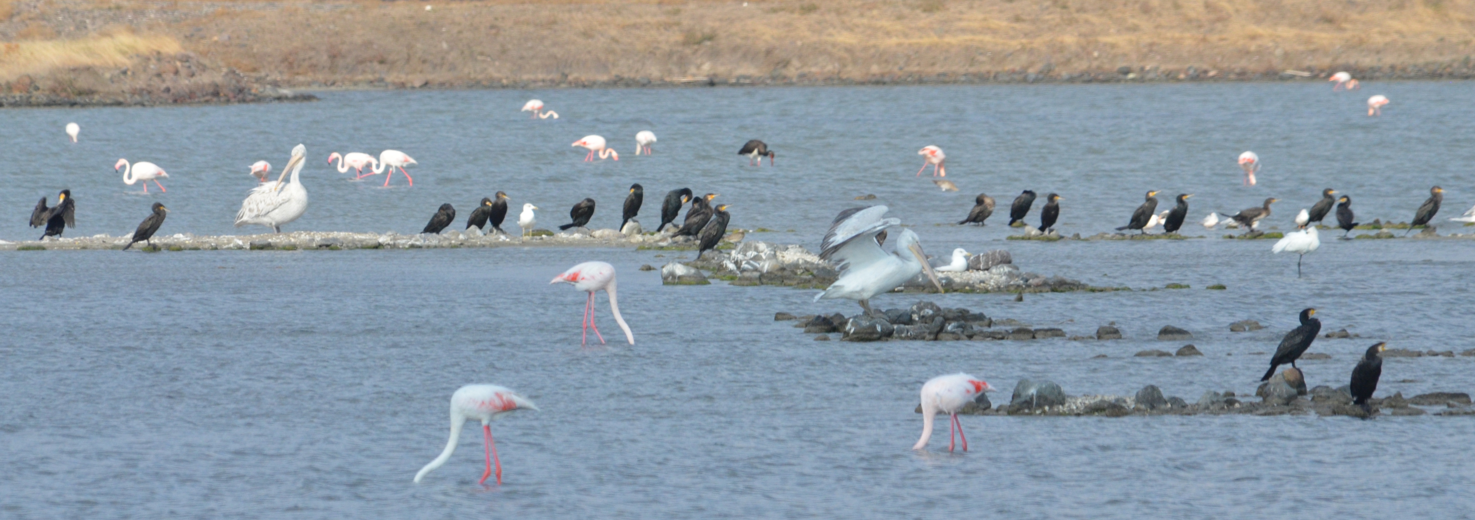 pelekanoi etc gia blog