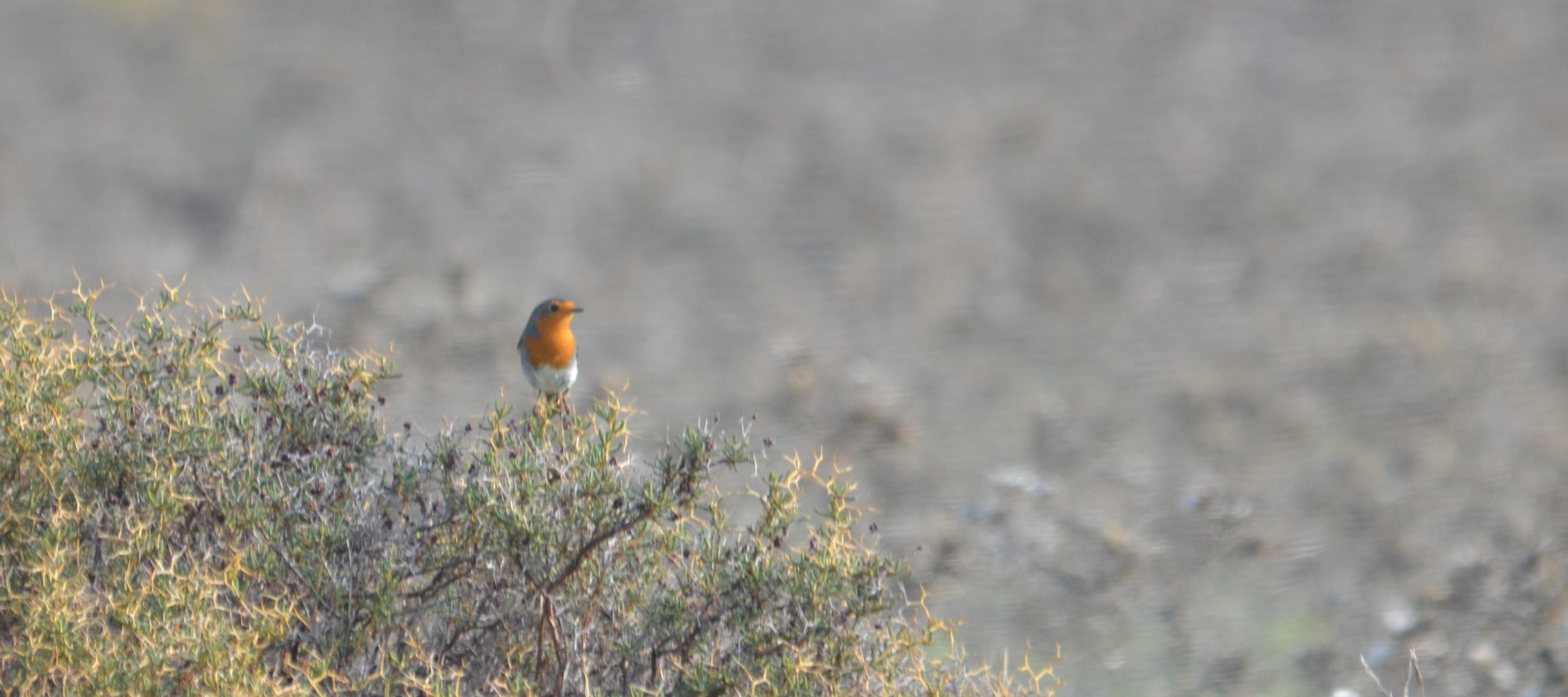 ERRU gia blog Nov 14 xana 2