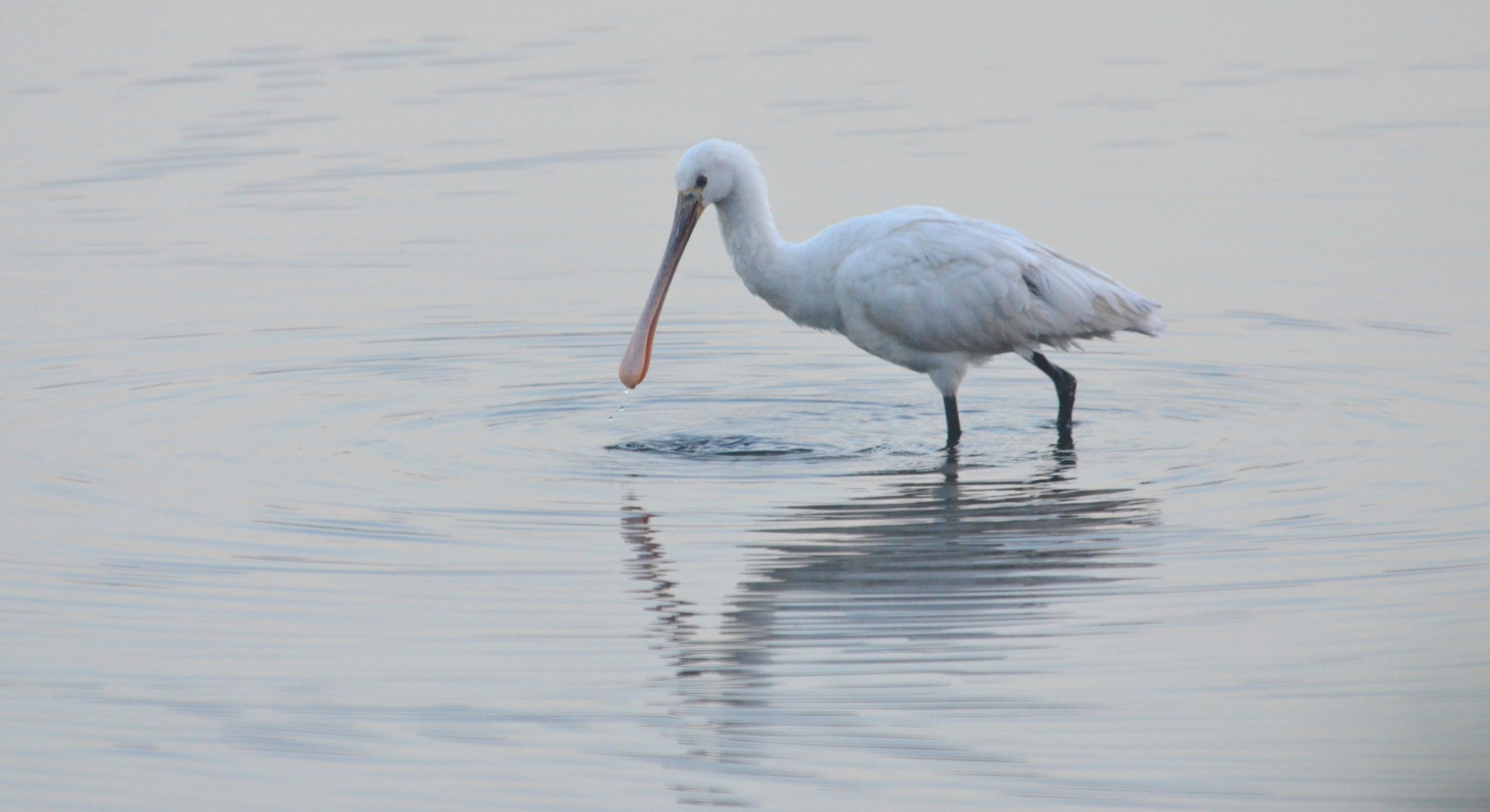 99X_4887 crop for blog