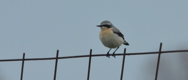 99X_8136 cropped xana