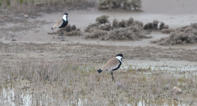 99X_9038 crop kai small