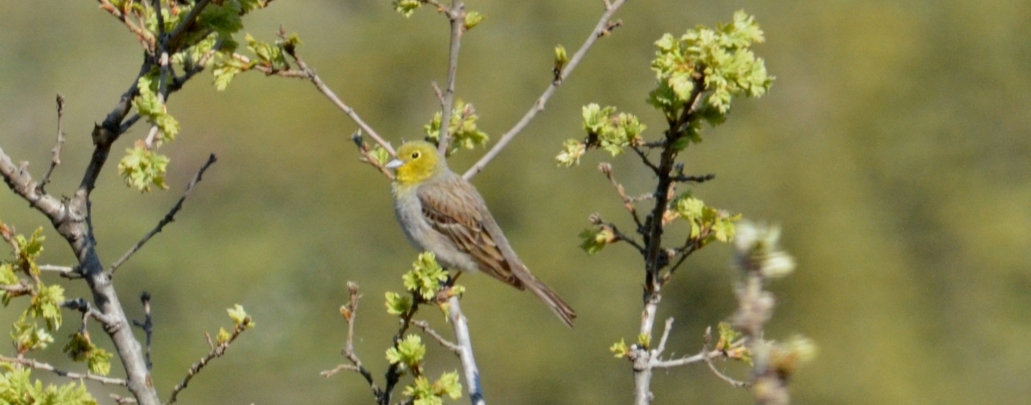 99X_0236 crop kai small