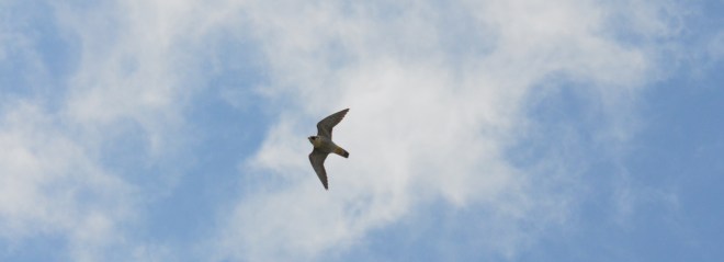 99X_0725 crop kai small