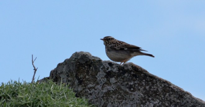 99X_0742 crop kai small
