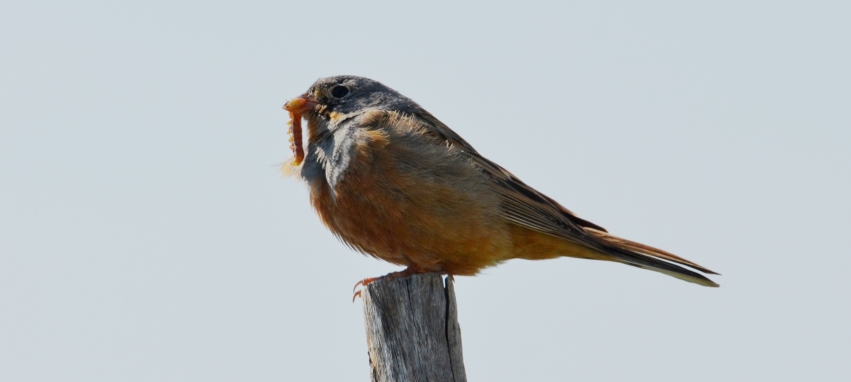 99X_1094 for blog tel