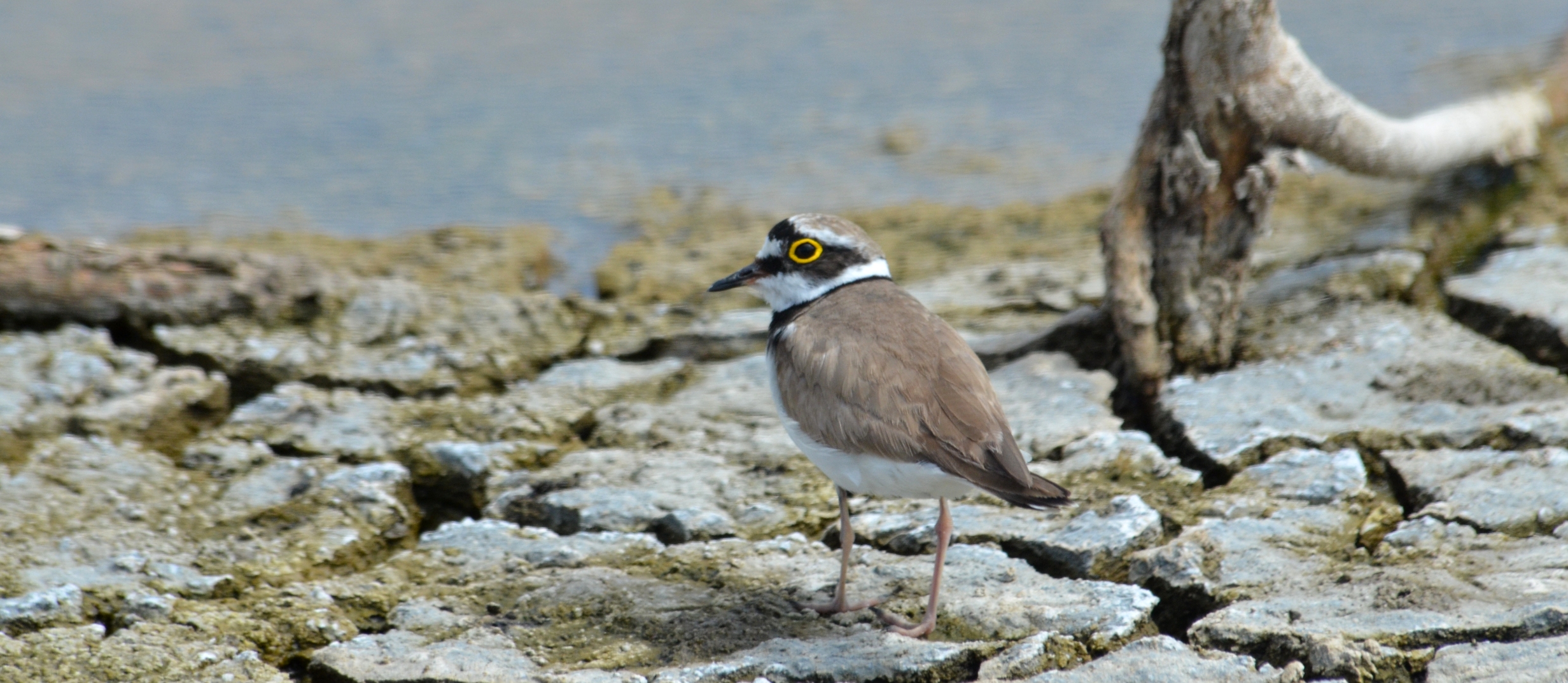 99X_2863 crop gia blog