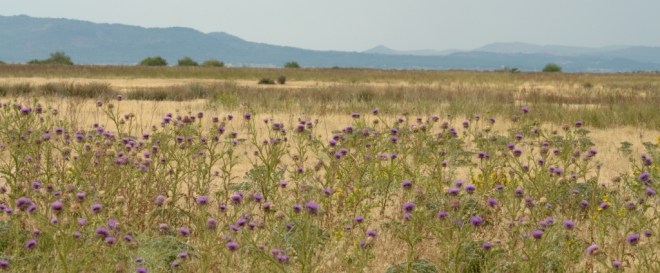 99X_3725 crop kai small