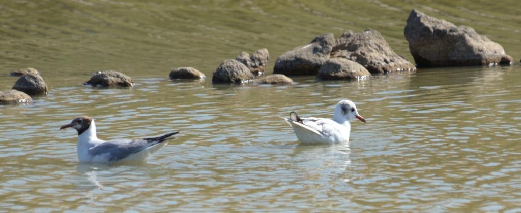 99X_5685 small kai crop