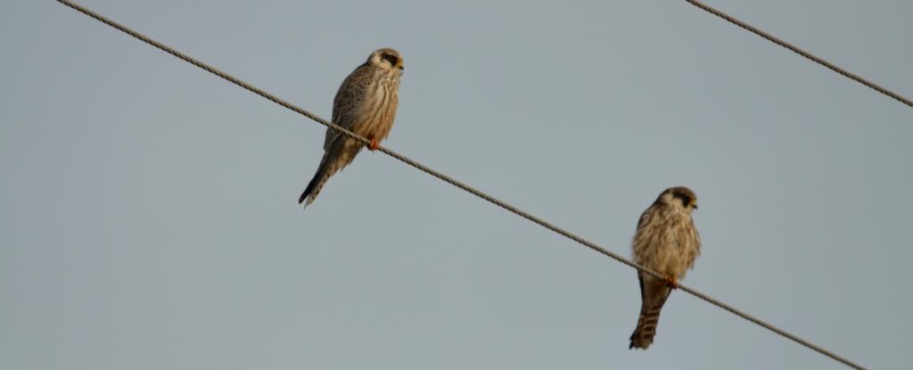 99X_7741 crop kai small