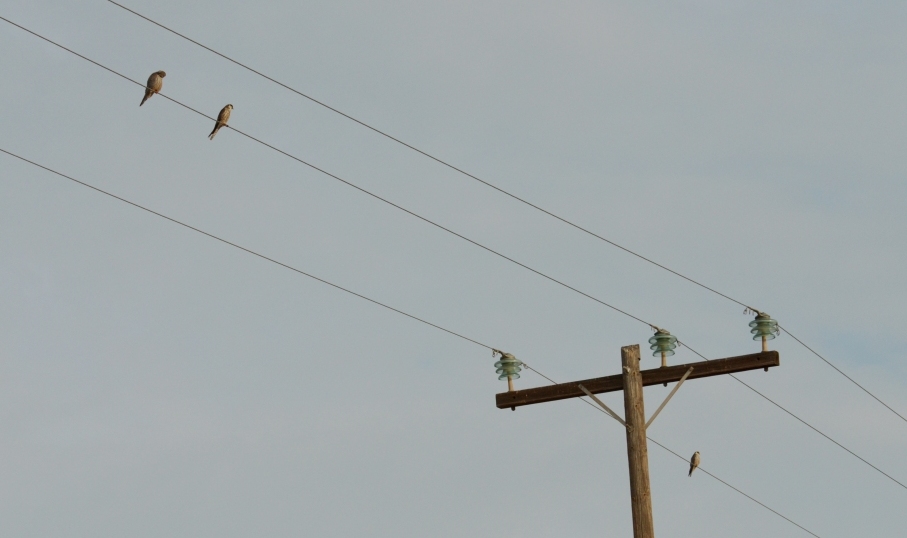 99X_7748 crop kai small