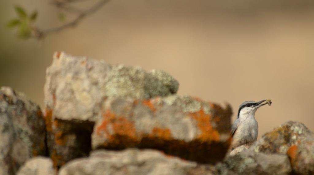 99X_7920 crop kai small