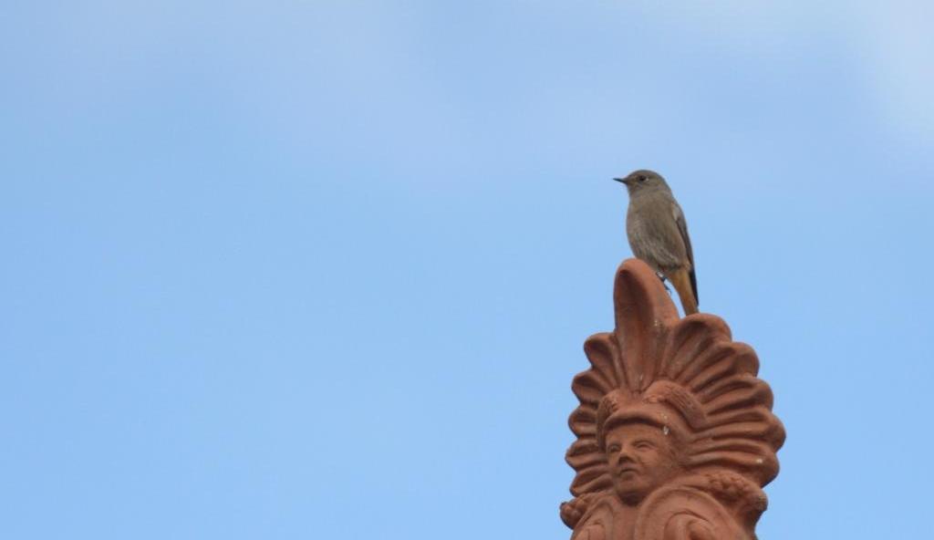The first Black Redstarts!| Οι πρώτοι&nbsp;Καρβουνιάρηδες!
