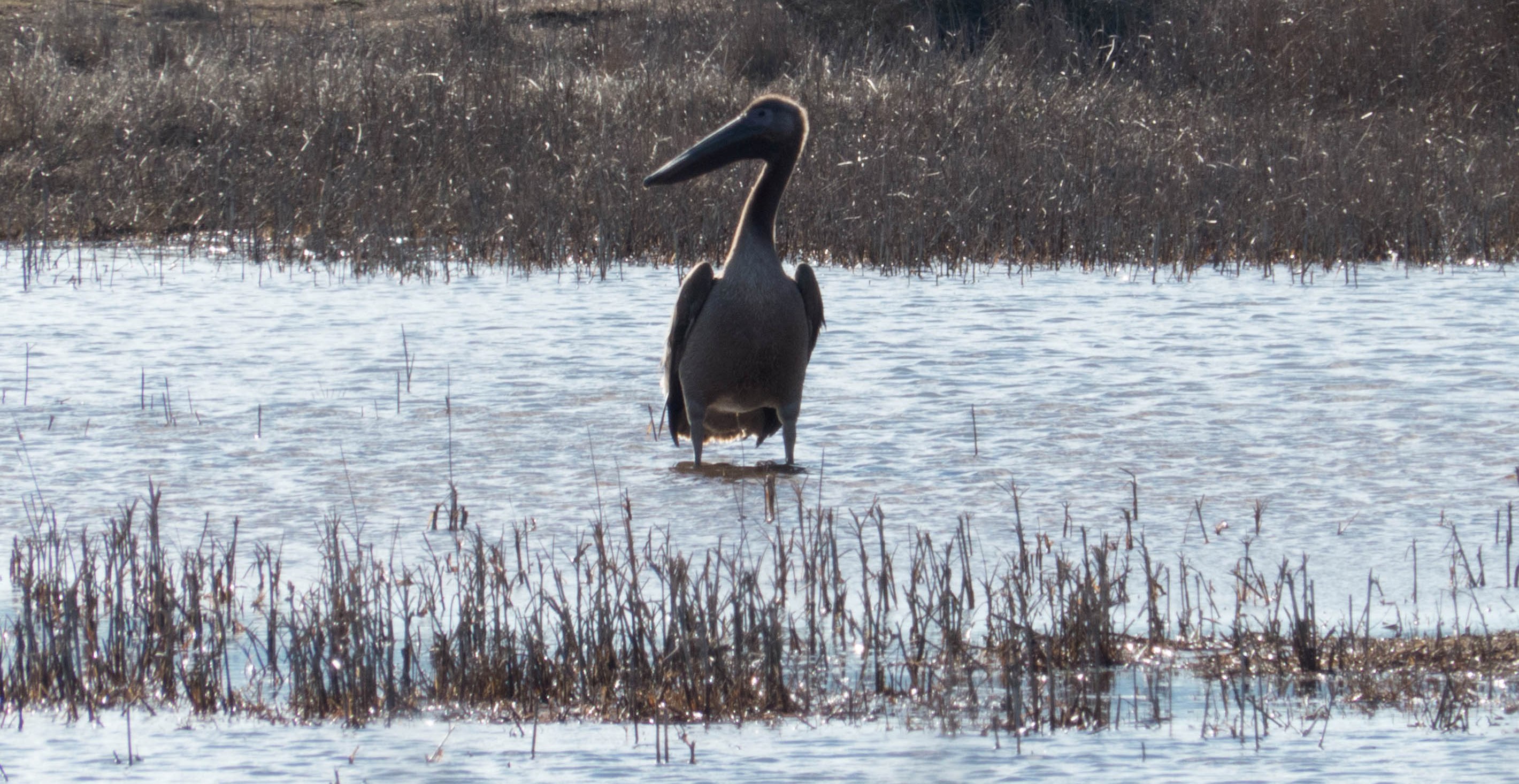 PEONO Giorgis 2 crop