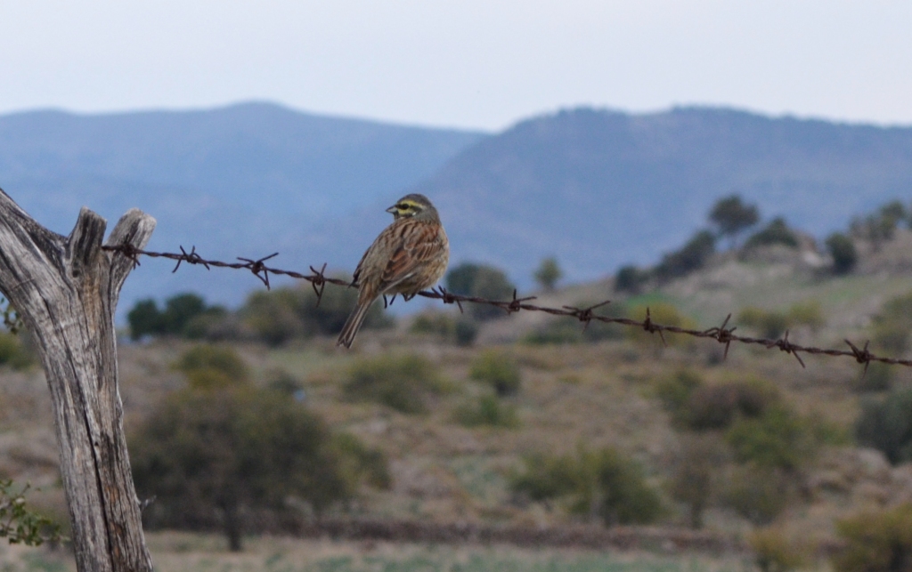 Cirl Bunting, Lesvos