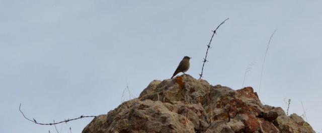Black Redstart, Lesvos
