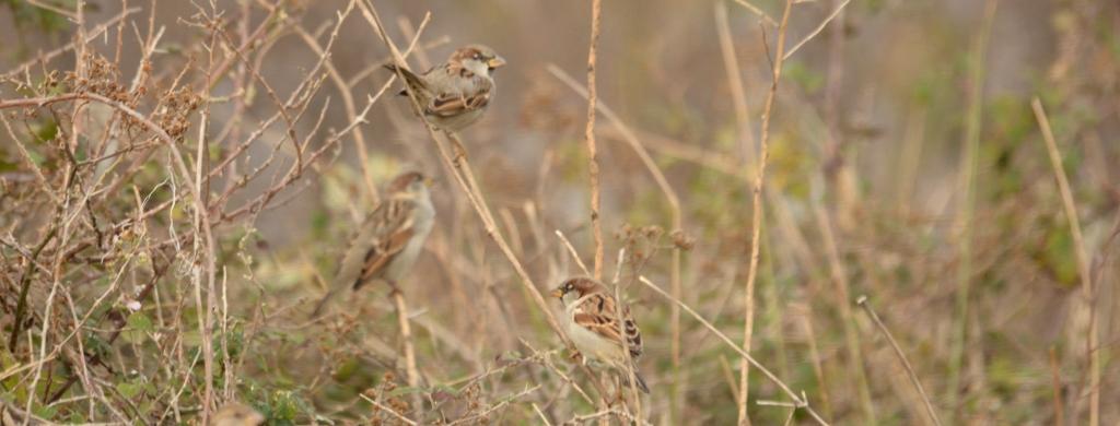 99X_8823 crop kai small