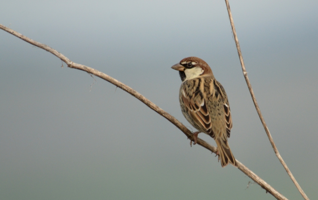 Spanish Sparrow, Lesvos