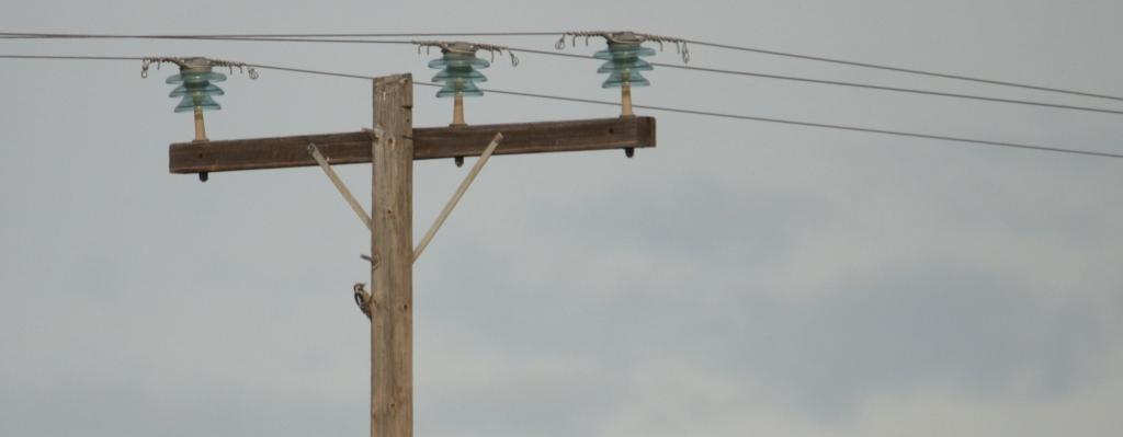 Middle Spotted Woodpecker, Lesvos