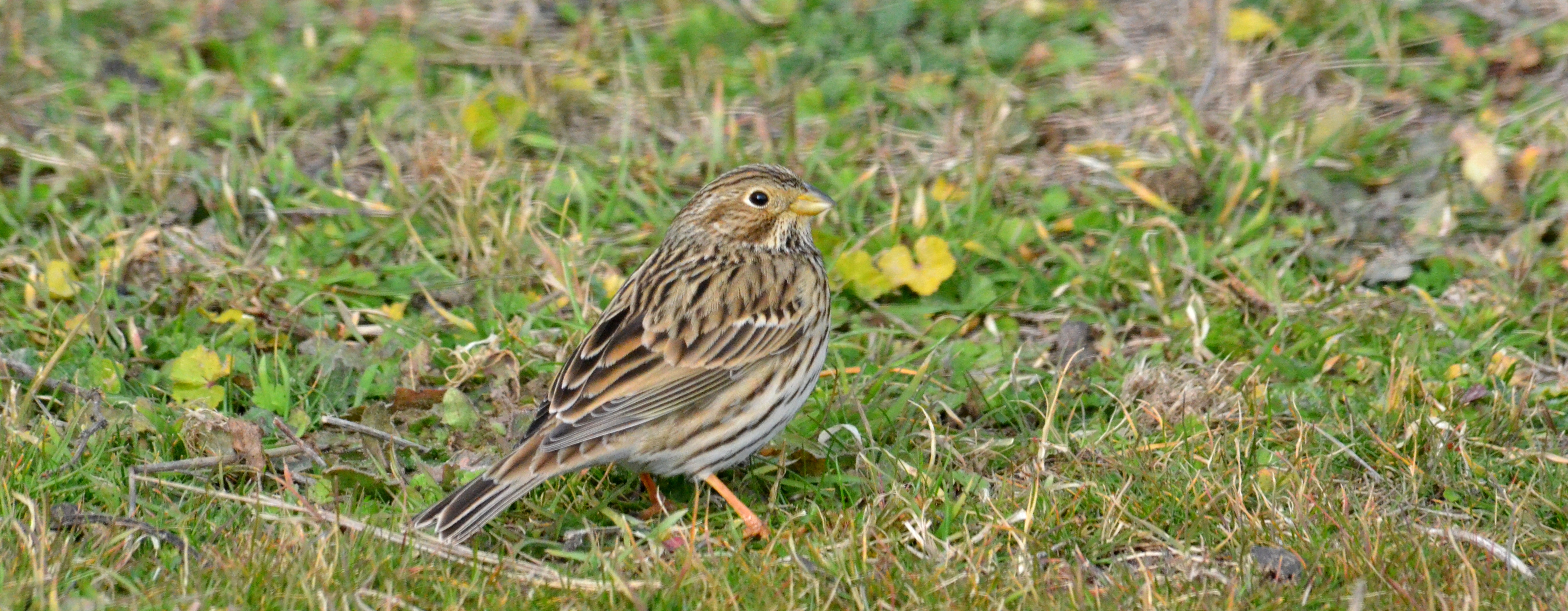 99X_0036 crop for blog