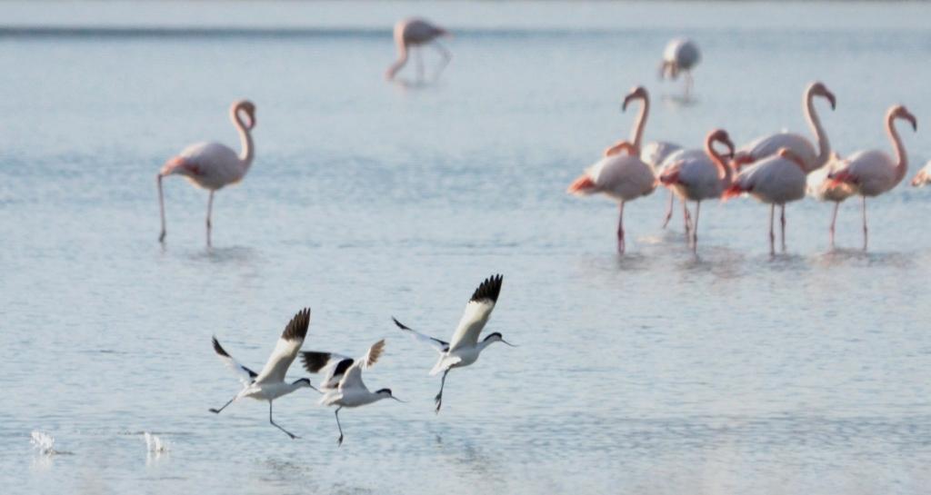 Avocets;Flamingos;Lesvos