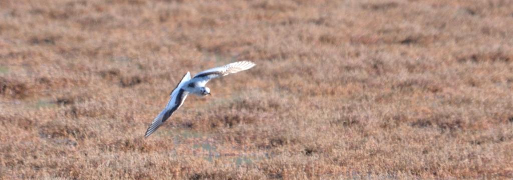 99X_0315 crop gia blog kai small