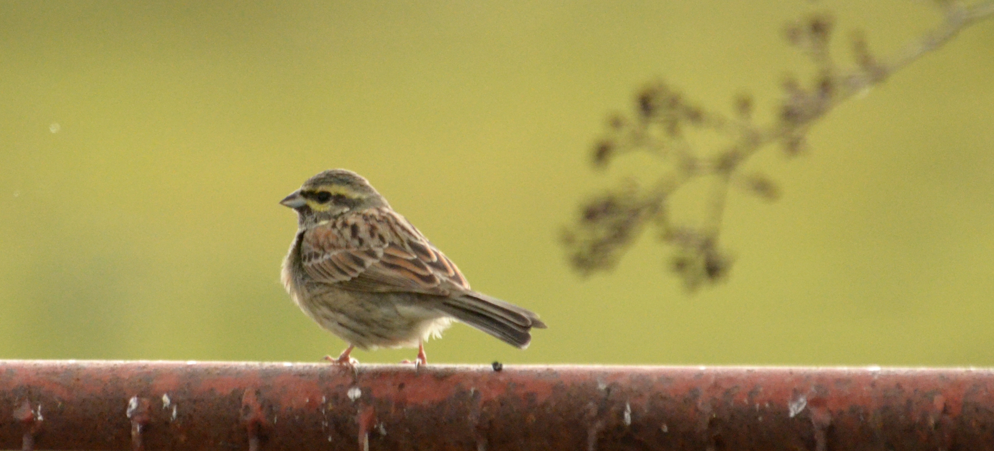 99X_9951 crop for blog