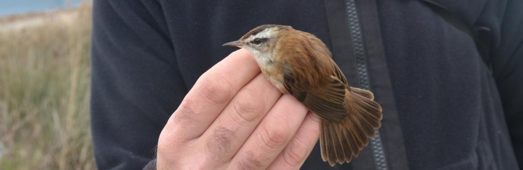 99X_1780 crop kai small gia blog