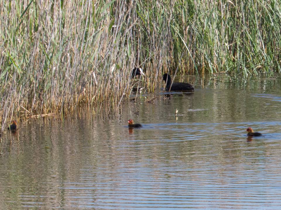 Coot;Lesvos;chicks