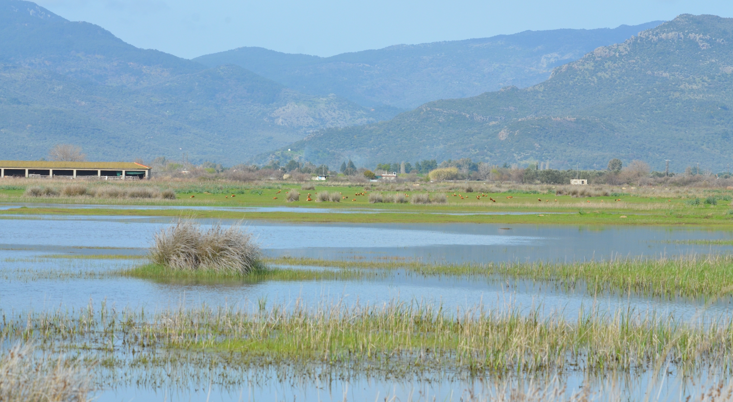 99X_2374 cropgia BLOG