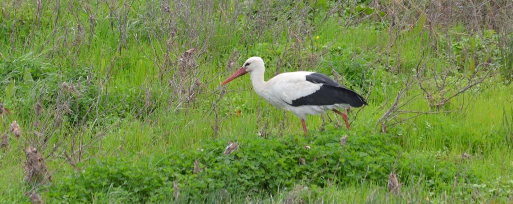 White Stork Lesvos