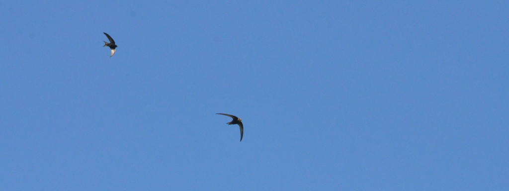 Swifts Lesvos