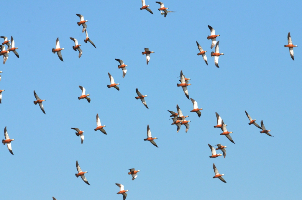 Ruddy Shelducks Lesvos