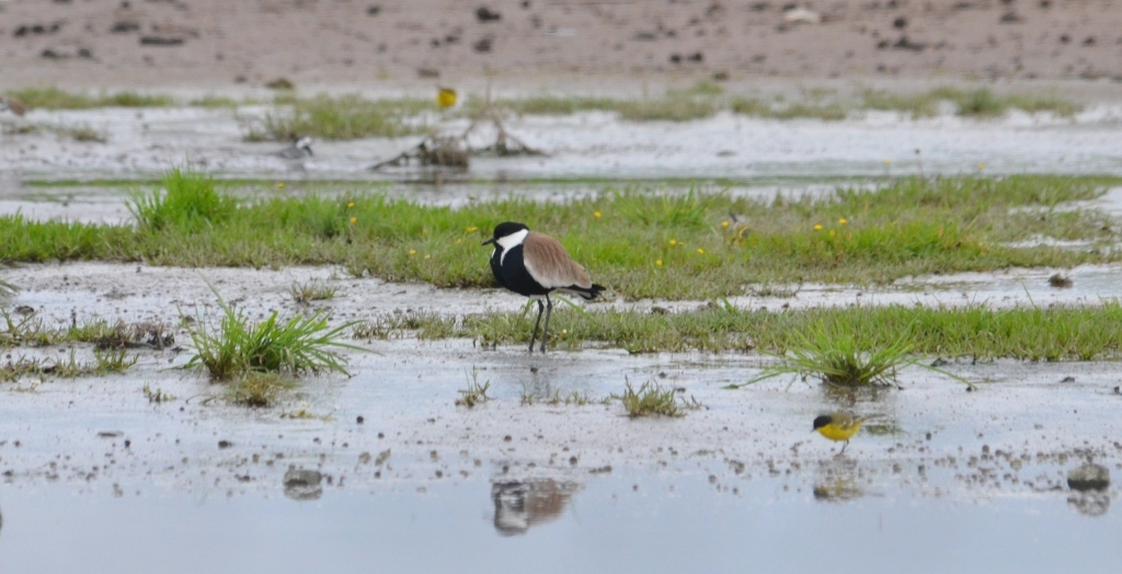 Spur-winged Plover Lesvos