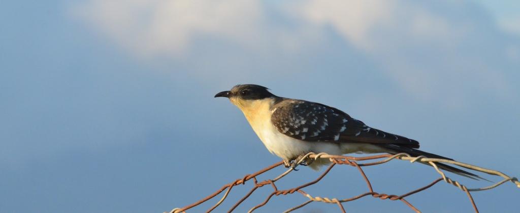 Great Spotted Cuckoo Lesvos
