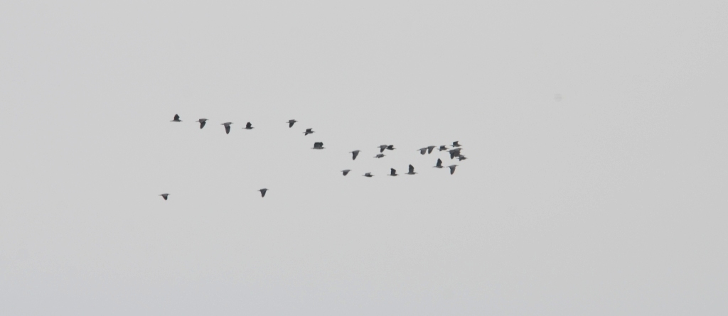 Night Herons, Lesvos