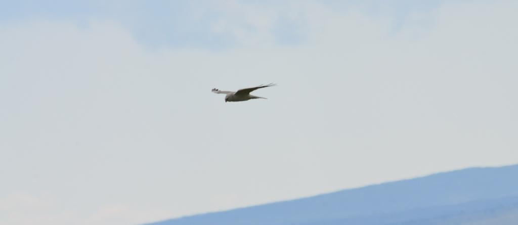 Lesvos; Pallid Harrier male