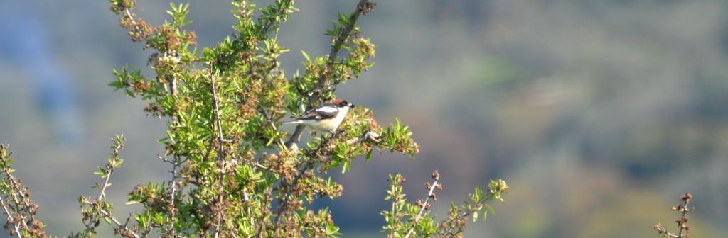 Woodchat Shrike, Lesvos