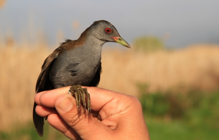 IMG_0021 crop kai small