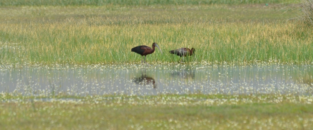 Glossy Ibis; Lesvos