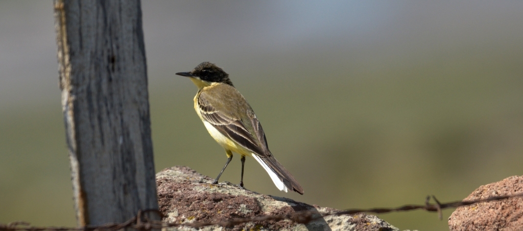 Yellow Wagtail; Lesvos