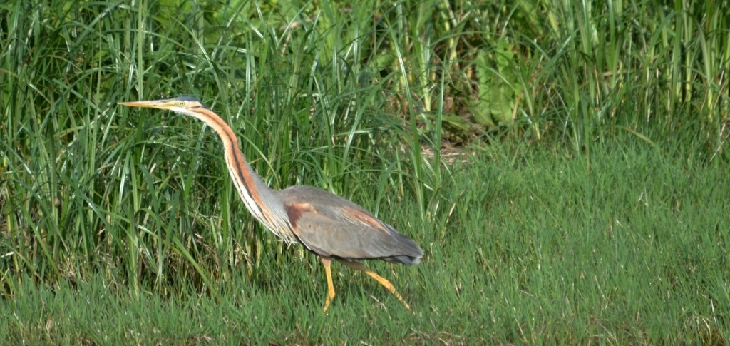 Purple Heron; Lesvos