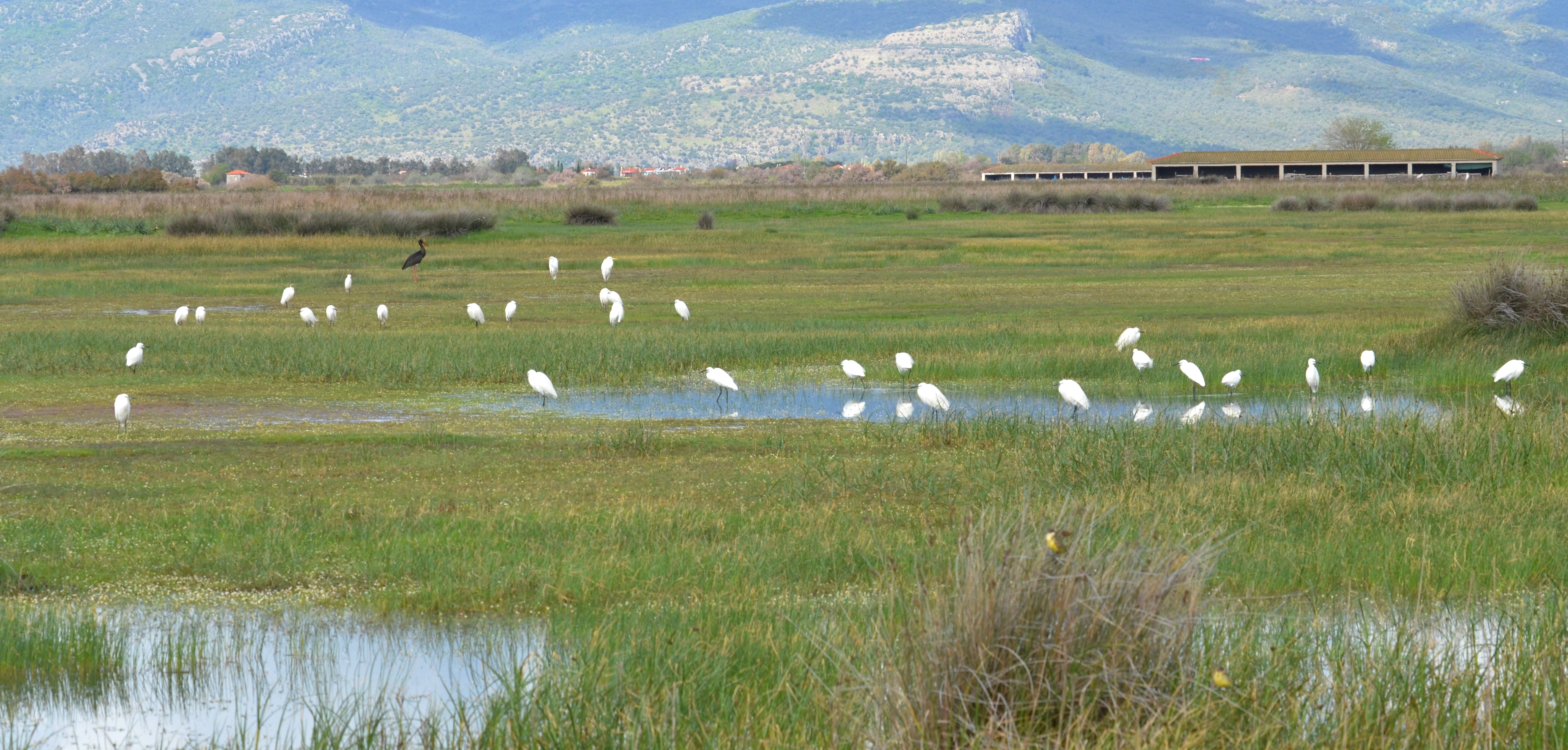 Egrets and Black Stork; Lesvos