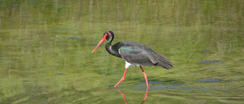 Black Stork; Lesvos