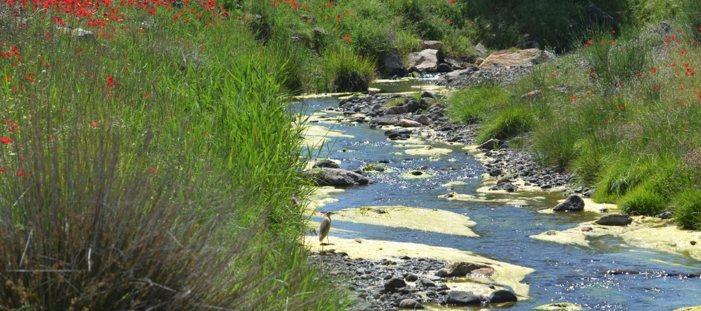 Squacco heron; Lesvos