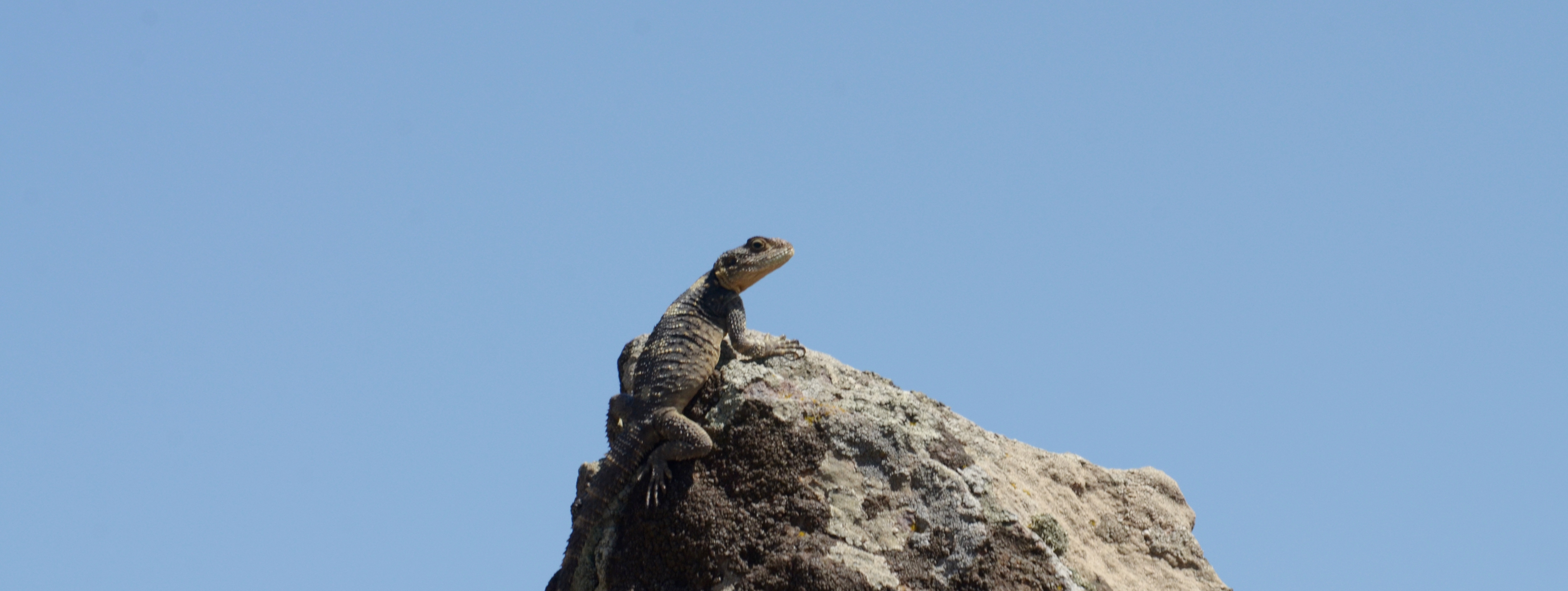 Painted Dragon; Lesvos