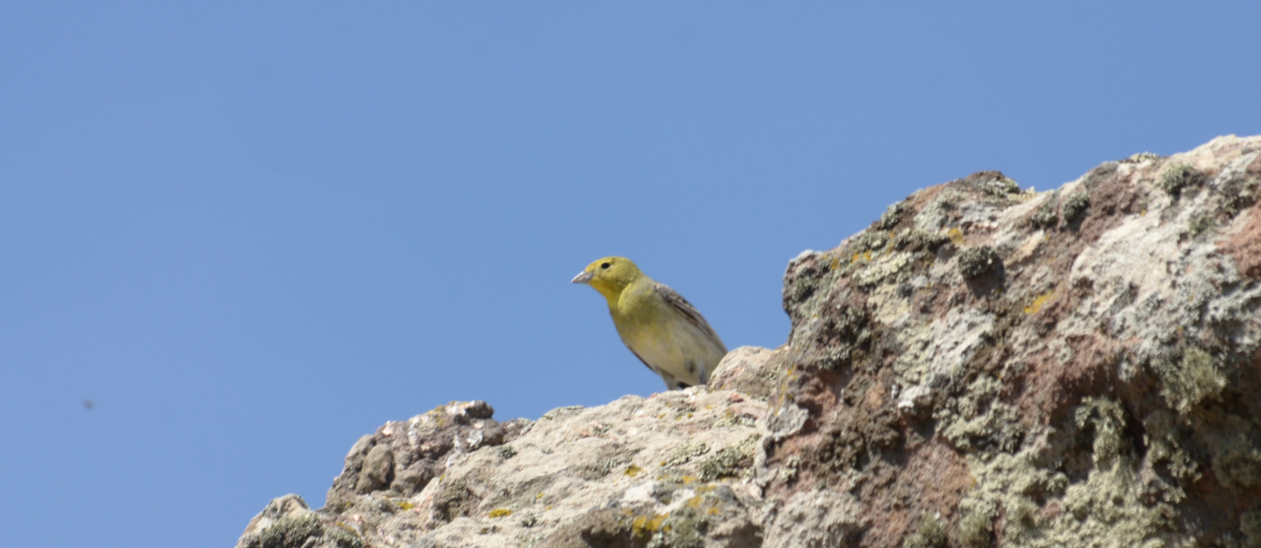 Cinereous Bunting; Lesvos